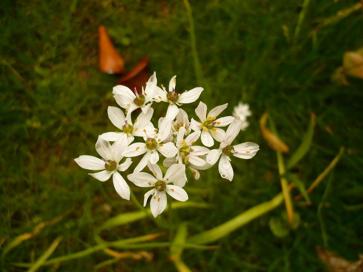 Nothoscordum borbonicum (Amaryllidaceae)